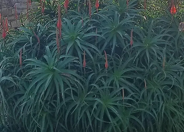 Holiday home La Biescona De Lluces D'itaca Conexion Y Arraigo *