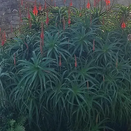 Vakantiehuis La Biescona De Lluces D'itaca Conexion Y Arraigo *